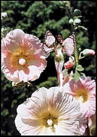 Enchanting Blooms 