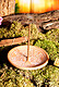 Yggdrasil Weltenbaum Runde Stäbchenhalter, verschiedene Farben